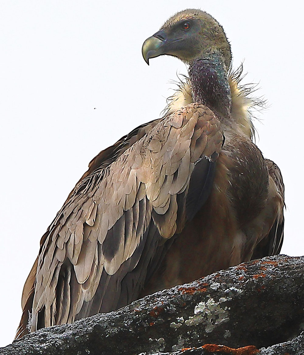 Avvoltoio Grifone (Batti Gai)